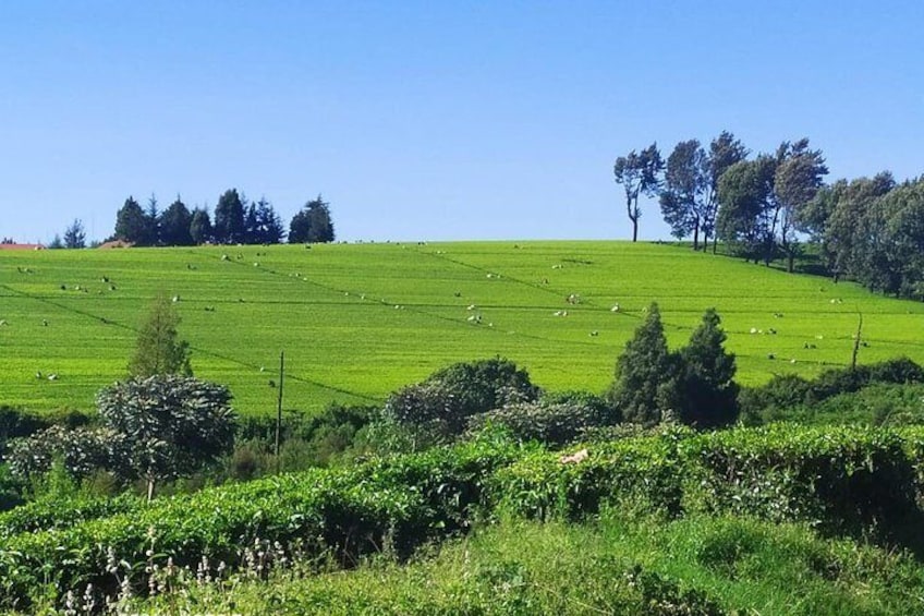 Tea Farm Tour: Kiambethu Tea 