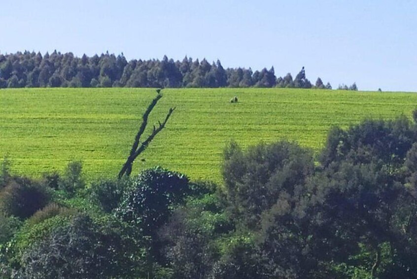 Tea Farm Tour: Kiambethu Tea