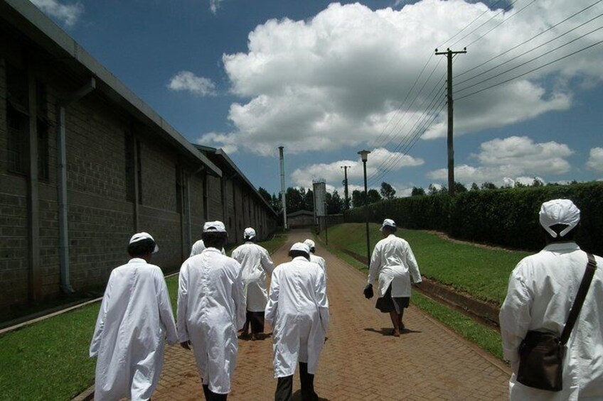 Tea Farm Tour: Kiambethu Tea