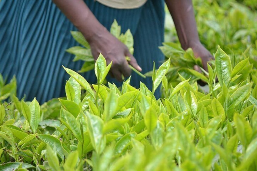 Tea Picking