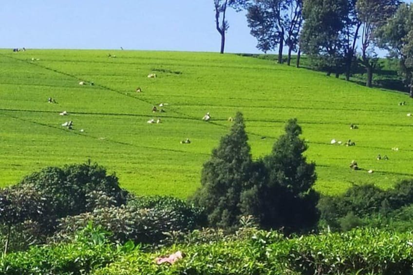 Tea Farm Tour: Kiambethu Tea 