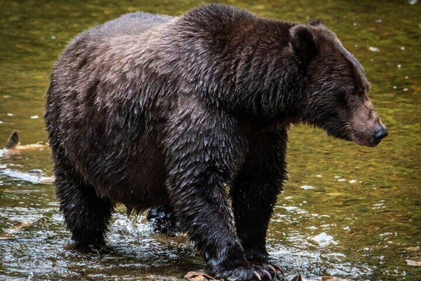 Chichagof Island Tour: Brown Bear Search