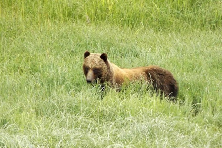 Chichagof Island Tour: Brown Bear Search