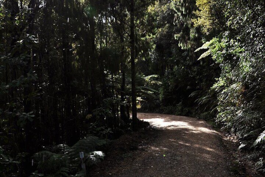 Forest Trail