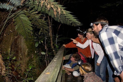 Puketi Rainforest Guided Walks .This is not a Shore Excursion product .
