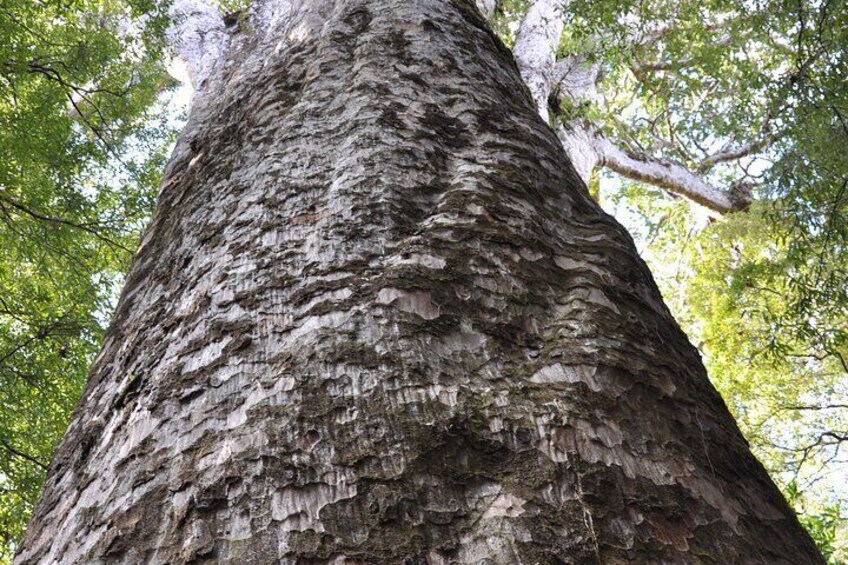 The 4 th largest Kauri tree in NZ