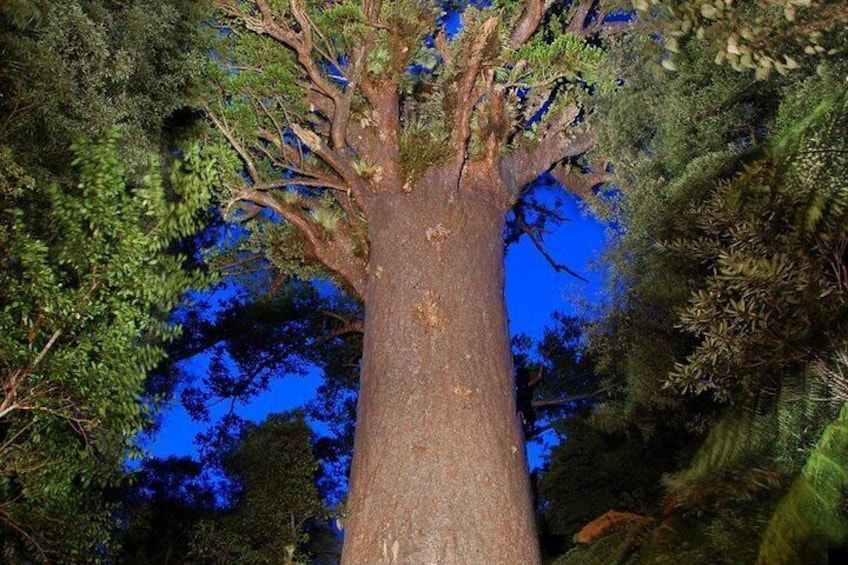 Tane Mahuta 'The Lord of the Forest' and largest known kauri tree in the world.