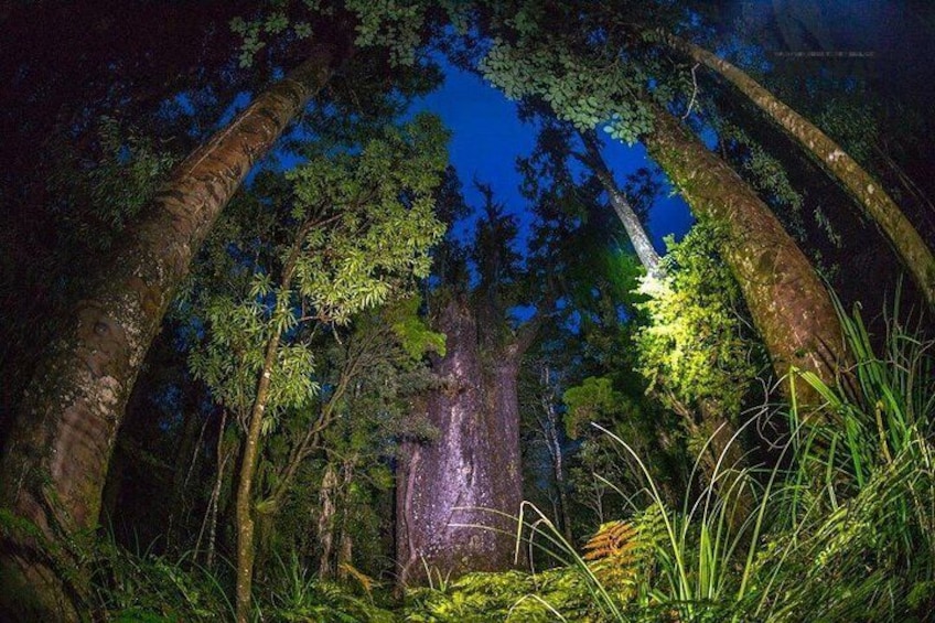 Te Matua Ngahere 'The Father of the Forest' and oldest known kauri tree in the world at 3000 years.