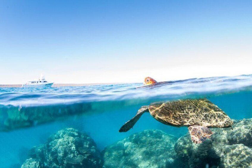 Swim with Whale Sharks in the Ningaloo Reef: 3 Island Shark Dive