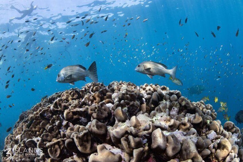 Swim with Whale Sharks in the Ningaloo Reef: 3 Island Shark Dive