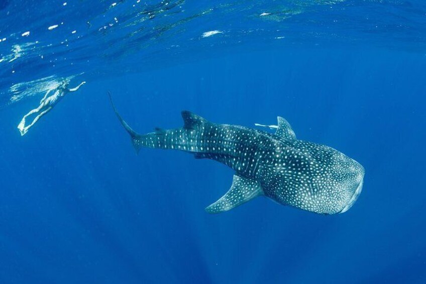 Swim with Whale Sharks in the Ningaloo Reef: 3 Island Shark Dive