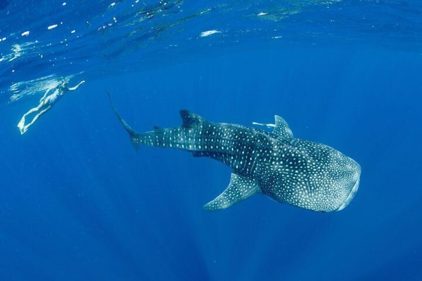 Swim with Whale Sharks in the Ningaloo Reef: 3 Island Shark Dive