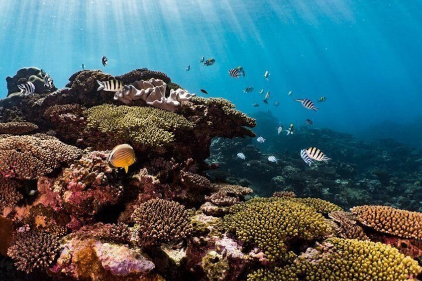 Swim with Whale Sharks in the Ningaloo Reef: 3 Island Shark Dive