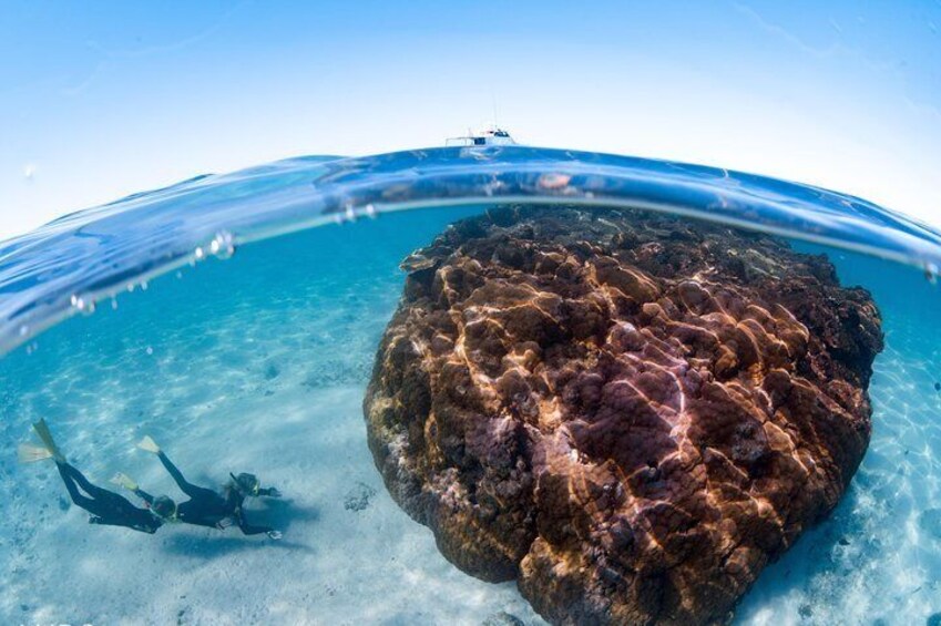 Swim with Whale Sharks in the Ningaloo Reef: 3 Island Shark Dive
