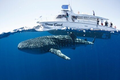 Swim with Whale Sharks in the Ningaloo Reef: 3 Island Shark Dive