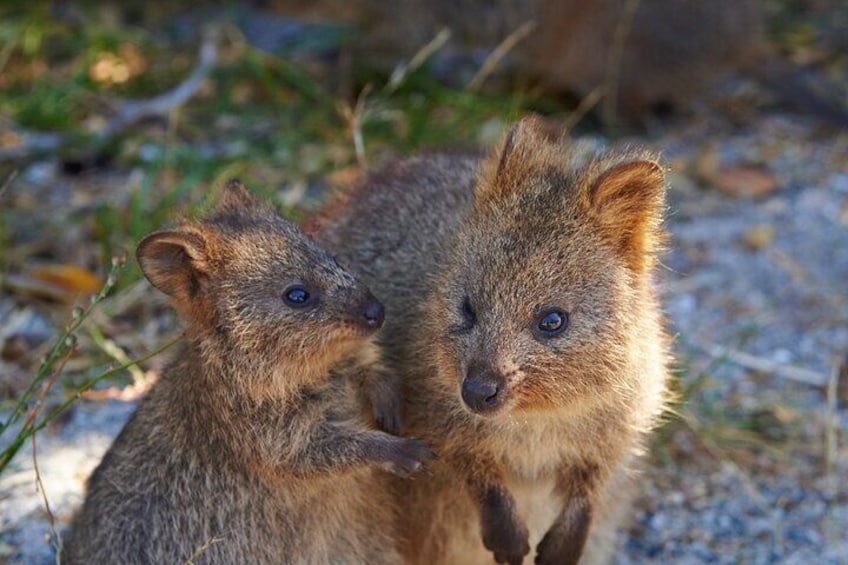 The happiest animal on Earth, quokkas!