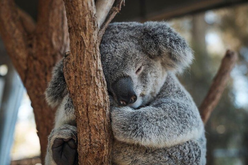 Koala - Taronga Zoo