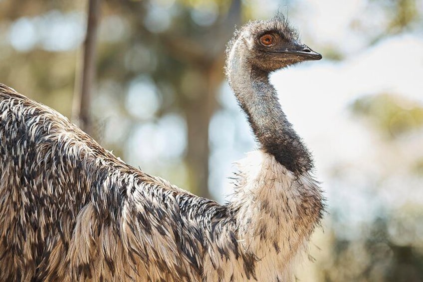 Emu Taronga Zoo
