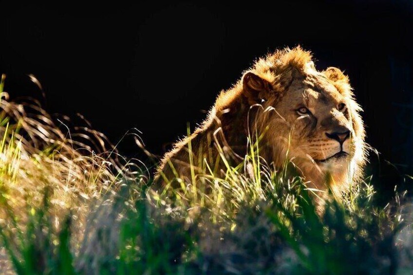 African Lion - Taronga Zoo