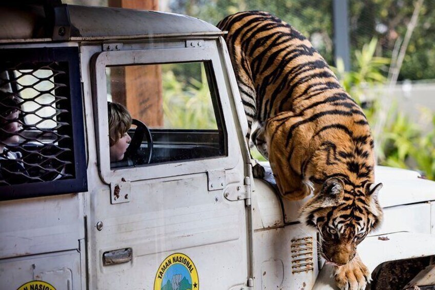 Tiger Trek - Taronga Zoo