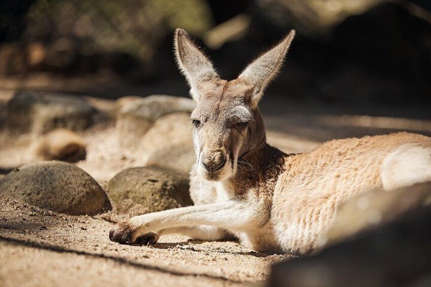 Kangaroo at the Macropod Walkthrough - Taronga Zoo