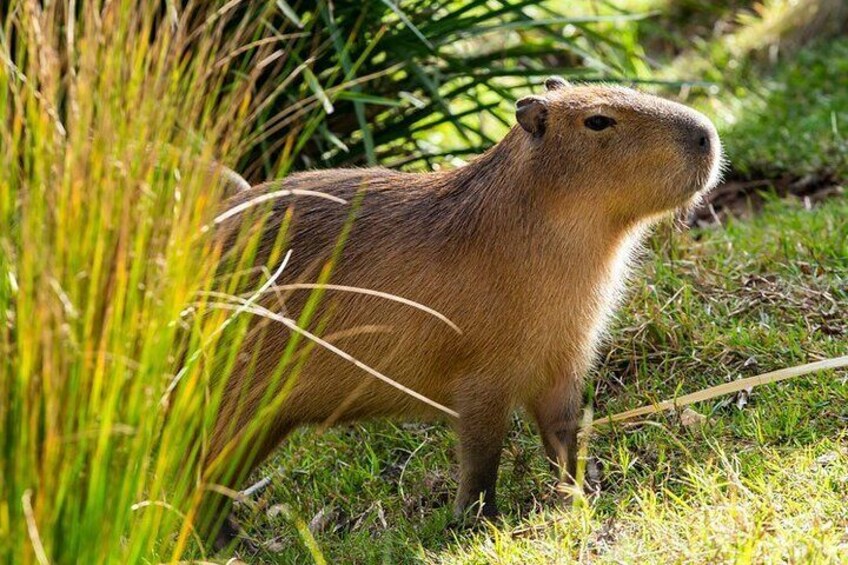 Capybara - Taronga Zoo