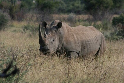 Rietvlei Nature Reserve Half-Day Tour from Johannesburg