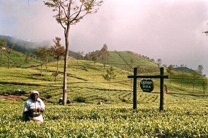 Private Day Tour to Lipton Seat and Dambetenna Tea Factory from Ella