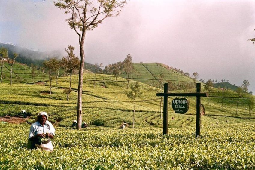 Tea Plantation 