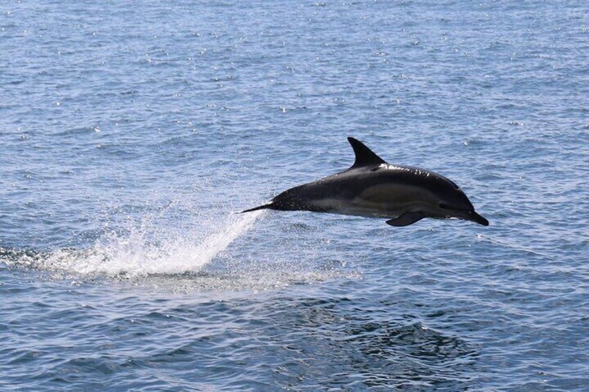 Common Dolphin.