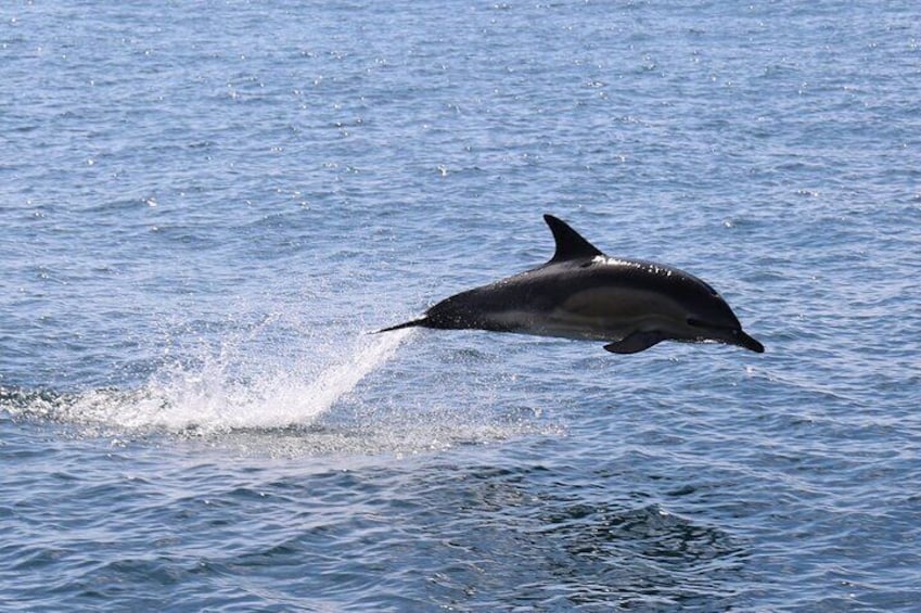 Common Dolphin.