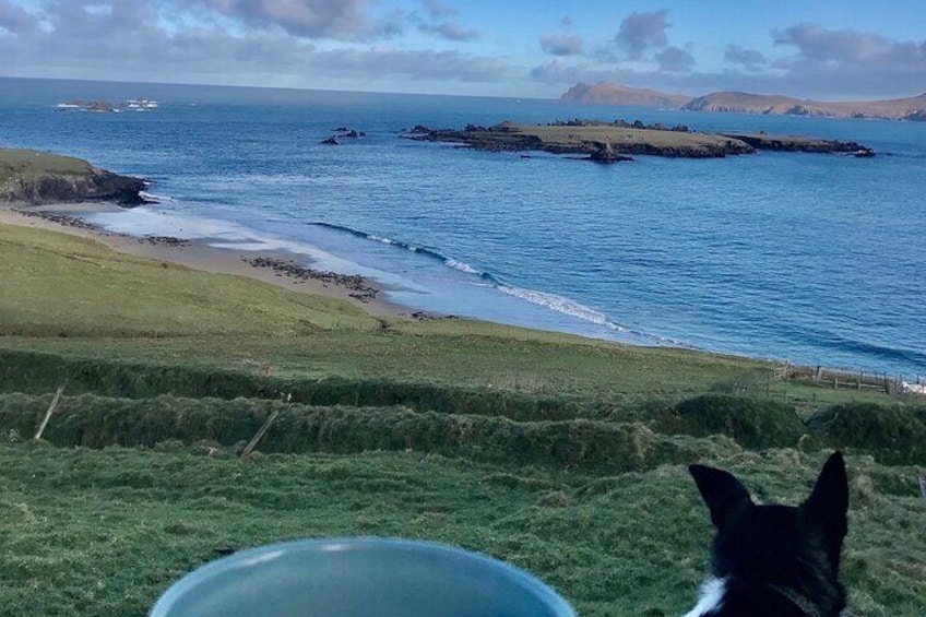 Seal watching with a cup of coffee on the Great Blasket Island.