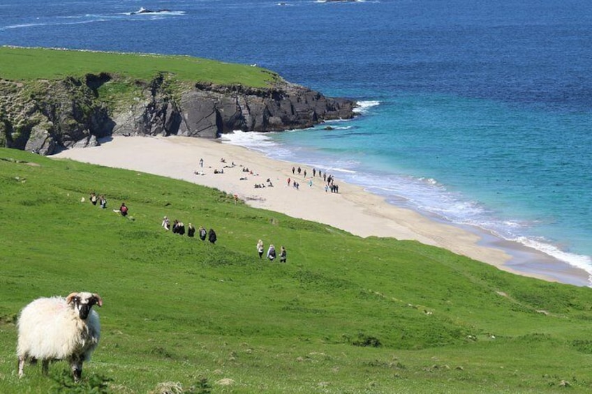 An Island sheep with visitors enjoying the White Strand below.