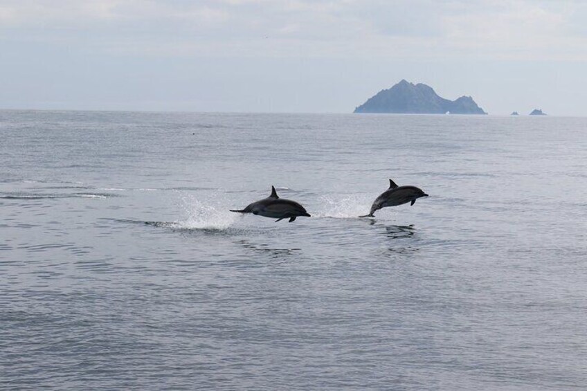 A playful pod of Common Dolphins.