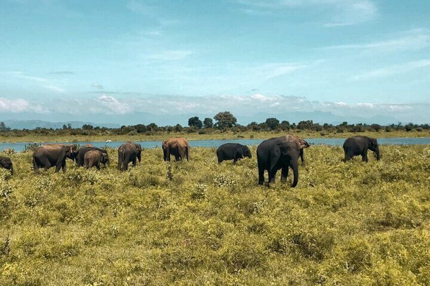 Udawalawe National Park Safari from Hambantota Port