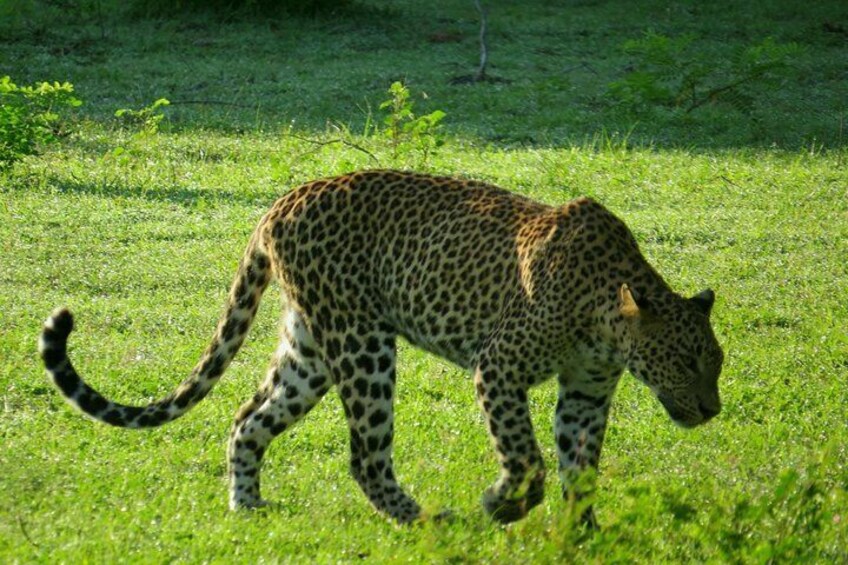 Yala National Park Leopard Safari