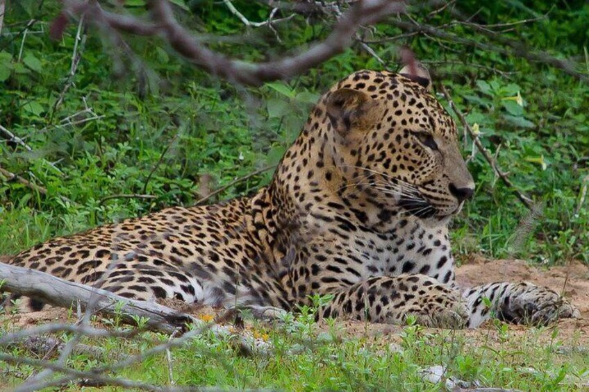 Leopard at Yala