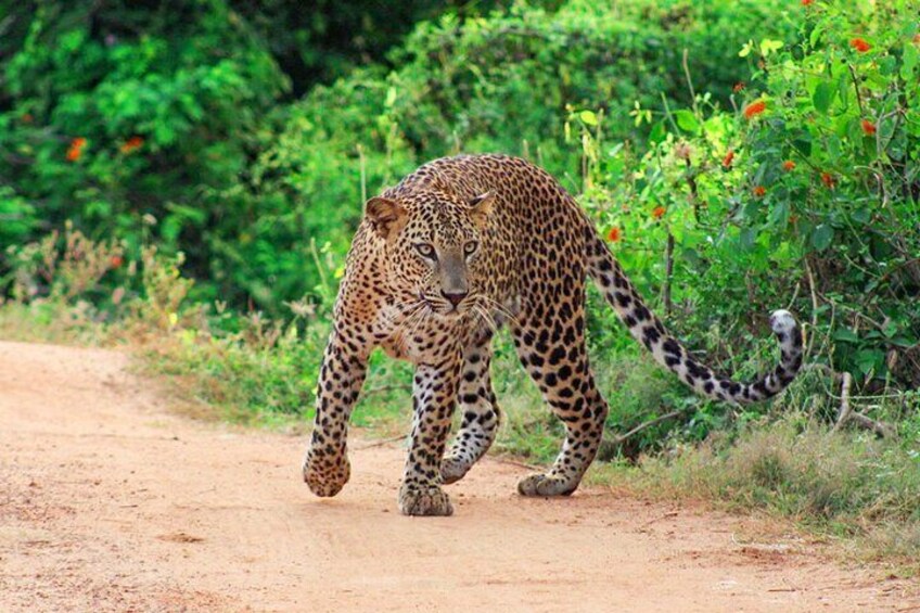 Yala National Park Leopard Safari