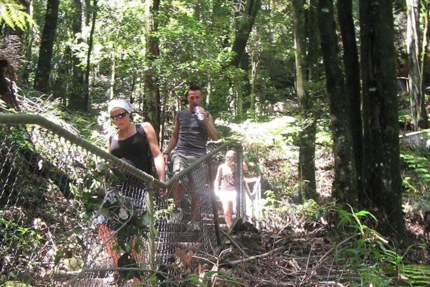 Bushwalks in Blue Mountains