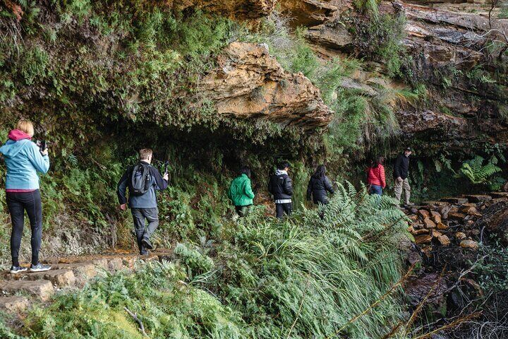 Guided bushwalk to a hidden waterfall