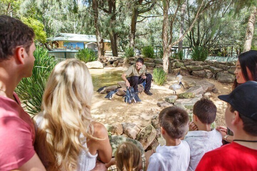 Baby penguins at Featherdale