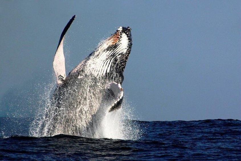 Whale Watching in Sydney Harbor