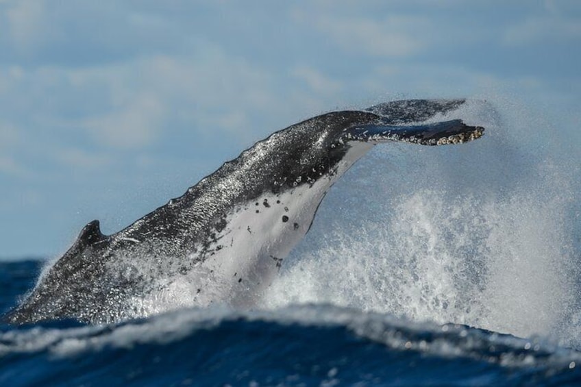 Sydney Whale-Watching Cruise Including Lunch or Breakfast