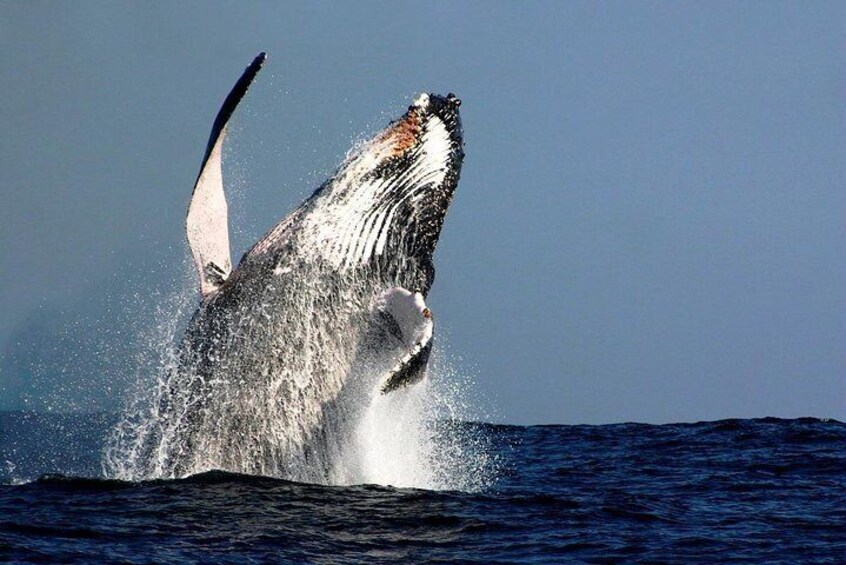 Whale Watching in Sydney Harbor