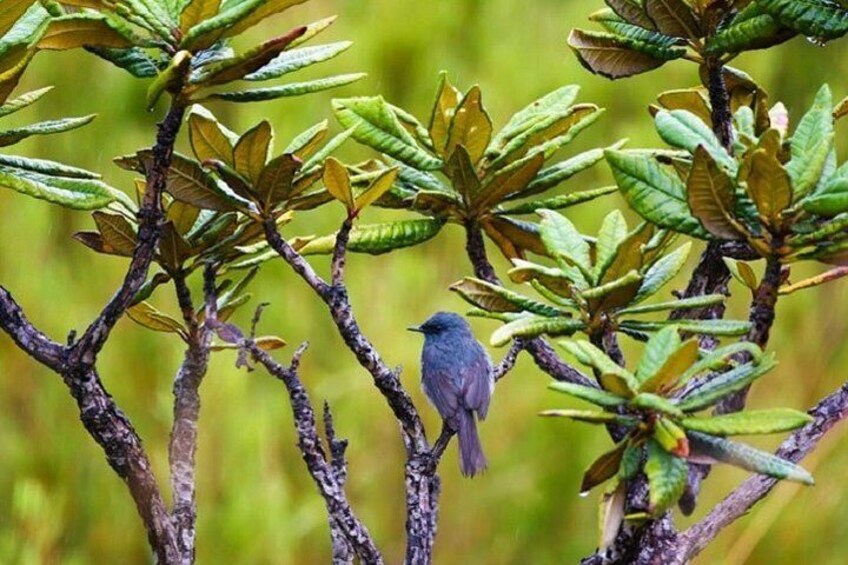 Birds watching - Horton Plains National Park