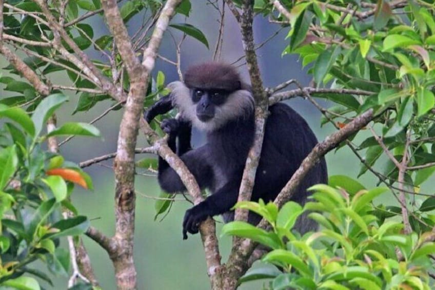 Monkey - Horton Plains National Park