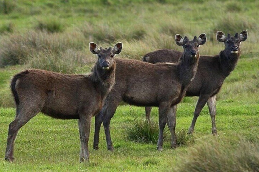 Samber deers - Horton Plains National Park