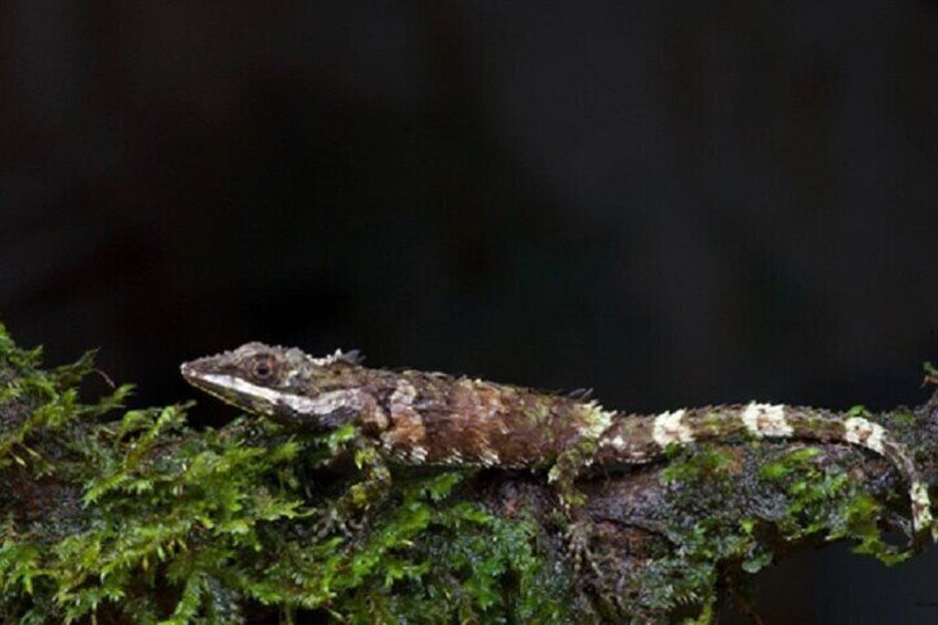 Lizard - Horton Plains National Park