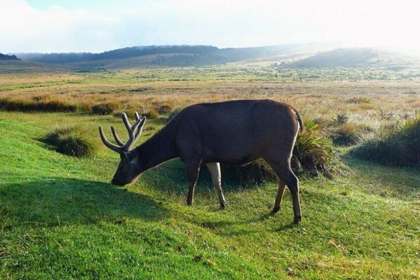 Samber deer - Horton Plains National Park