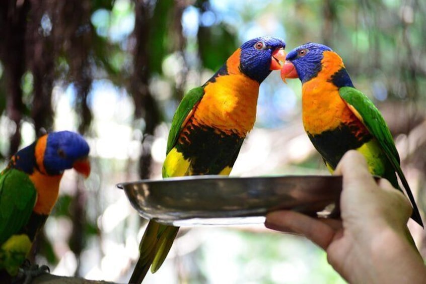 Lunch With The Lorikeets
